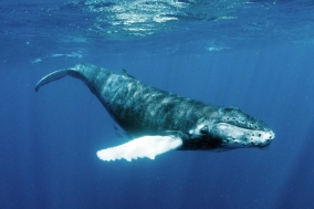 [Review] 고래와 생물을 위한 시 - 고래가 가는 곳