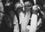 [Opinion] 균-본(菌-本)주의에서 공진화의 가능성을 보다 – 세계 끝의 버섯 [도서]