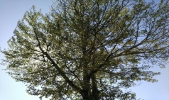 [Review] 나무의 시간에서 세상을 바라보다 - 내 속에는 나무가 자란다 [도서]