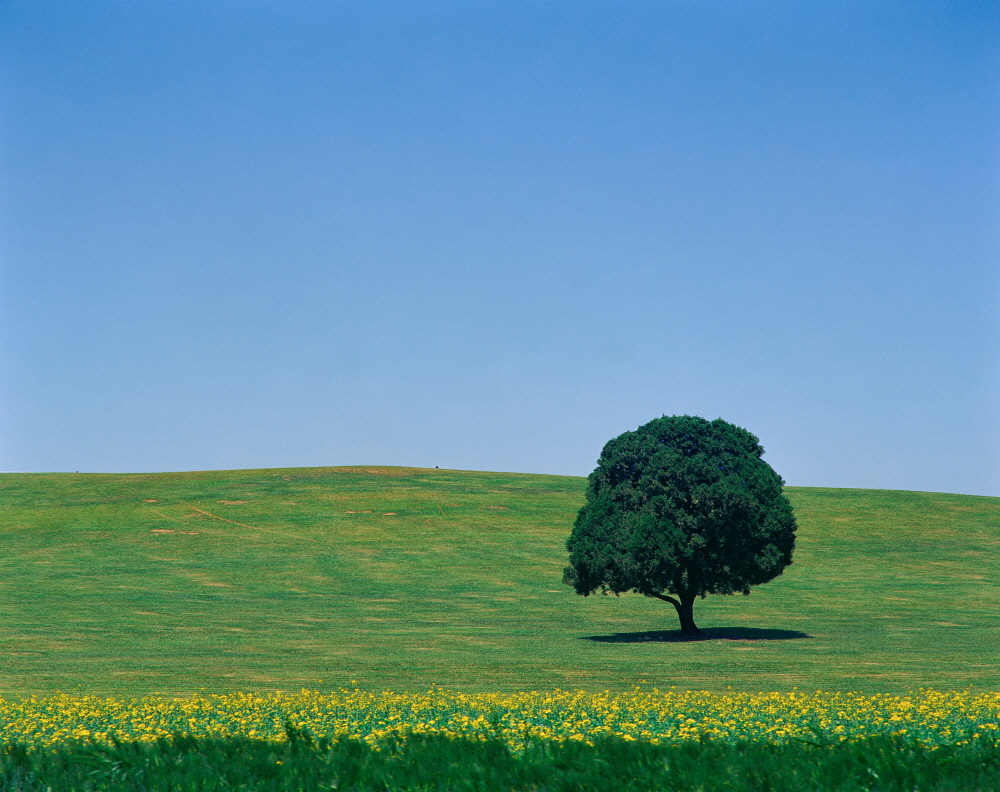 들판.jpg