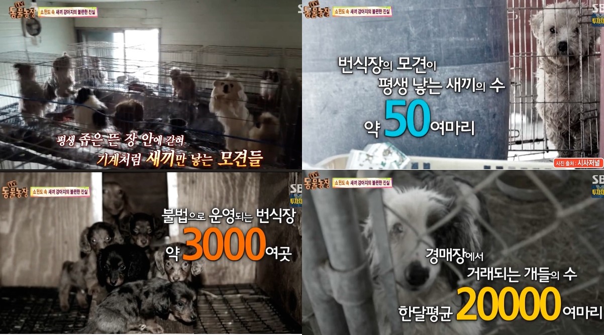 20160730 차별과 구별사이 공존 동물농장.jpg