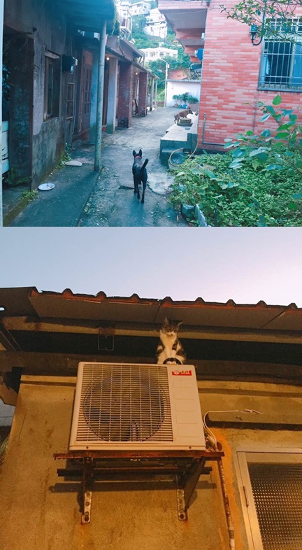 고양강아지.jpg
