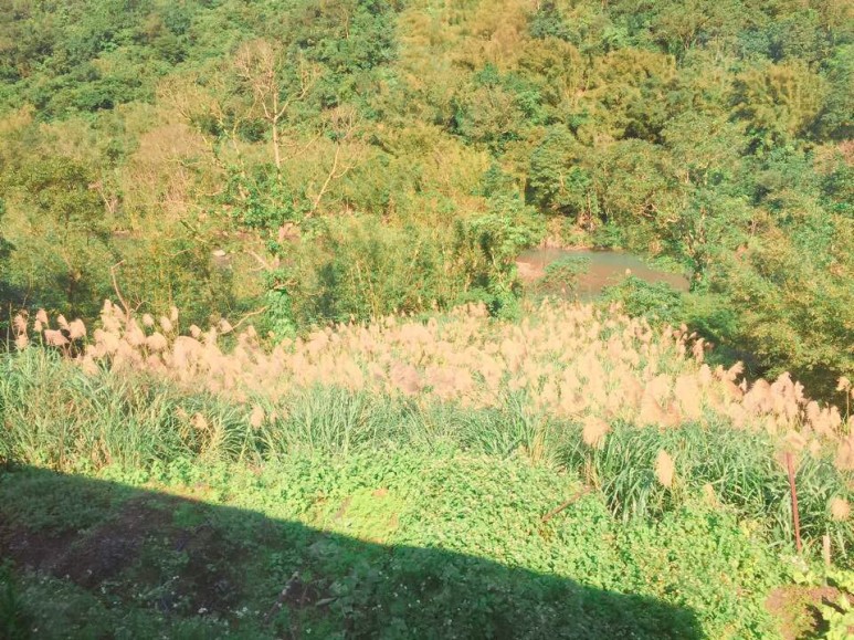 억새.jpg