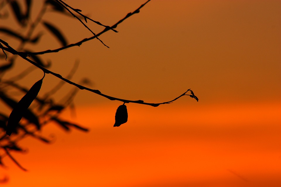 silhouette-251693_960_720.jpg