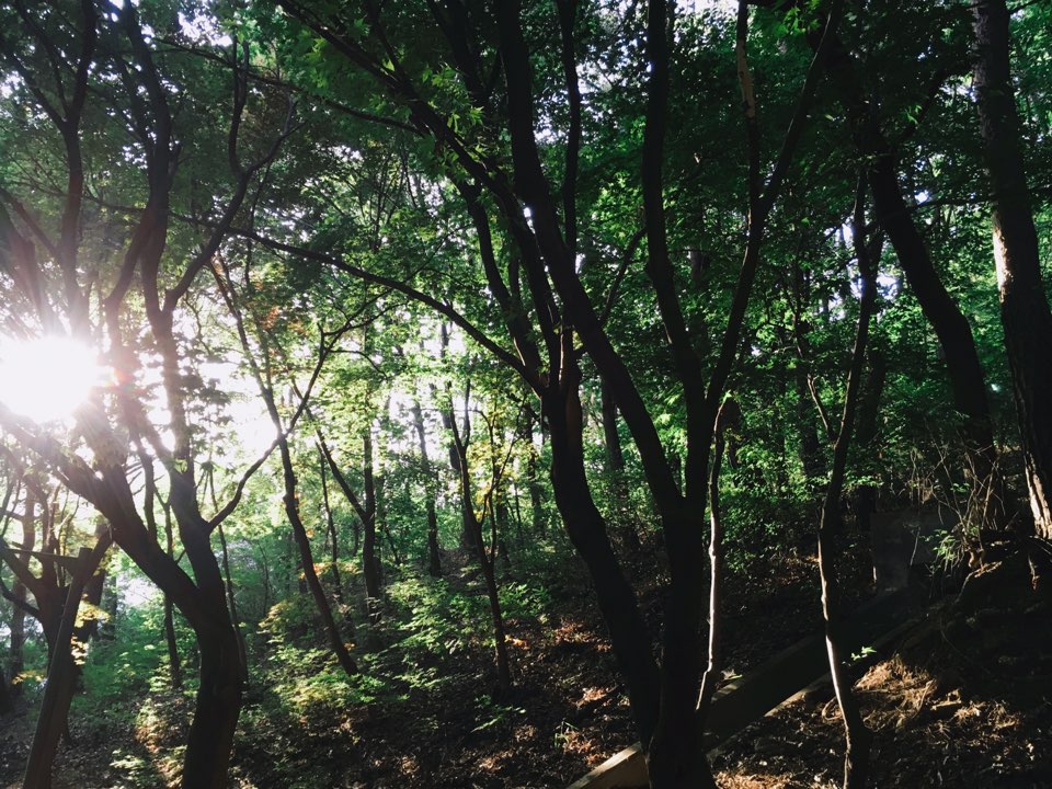 숲 속.jpg