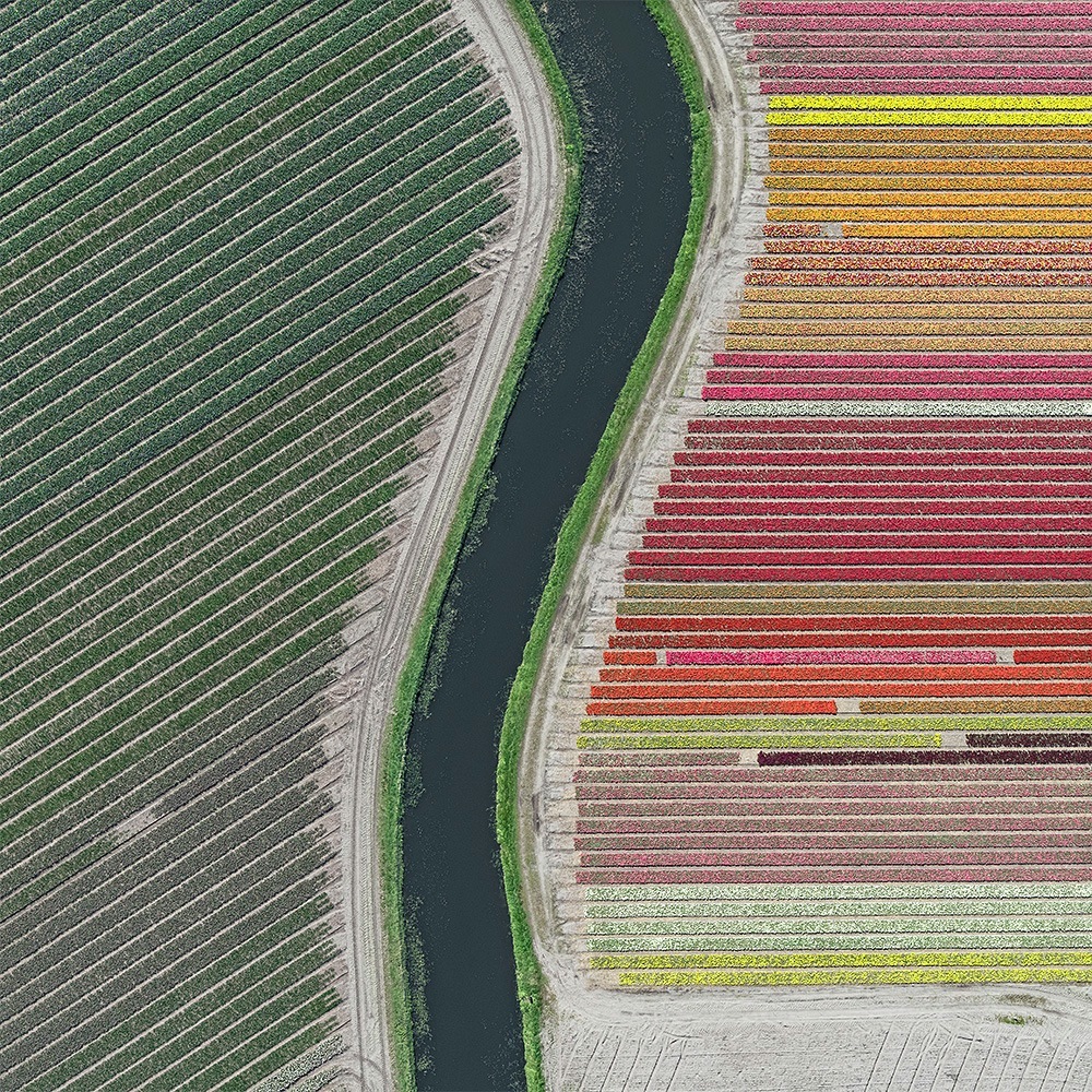 AV_Tulips_web_006_027.jpg