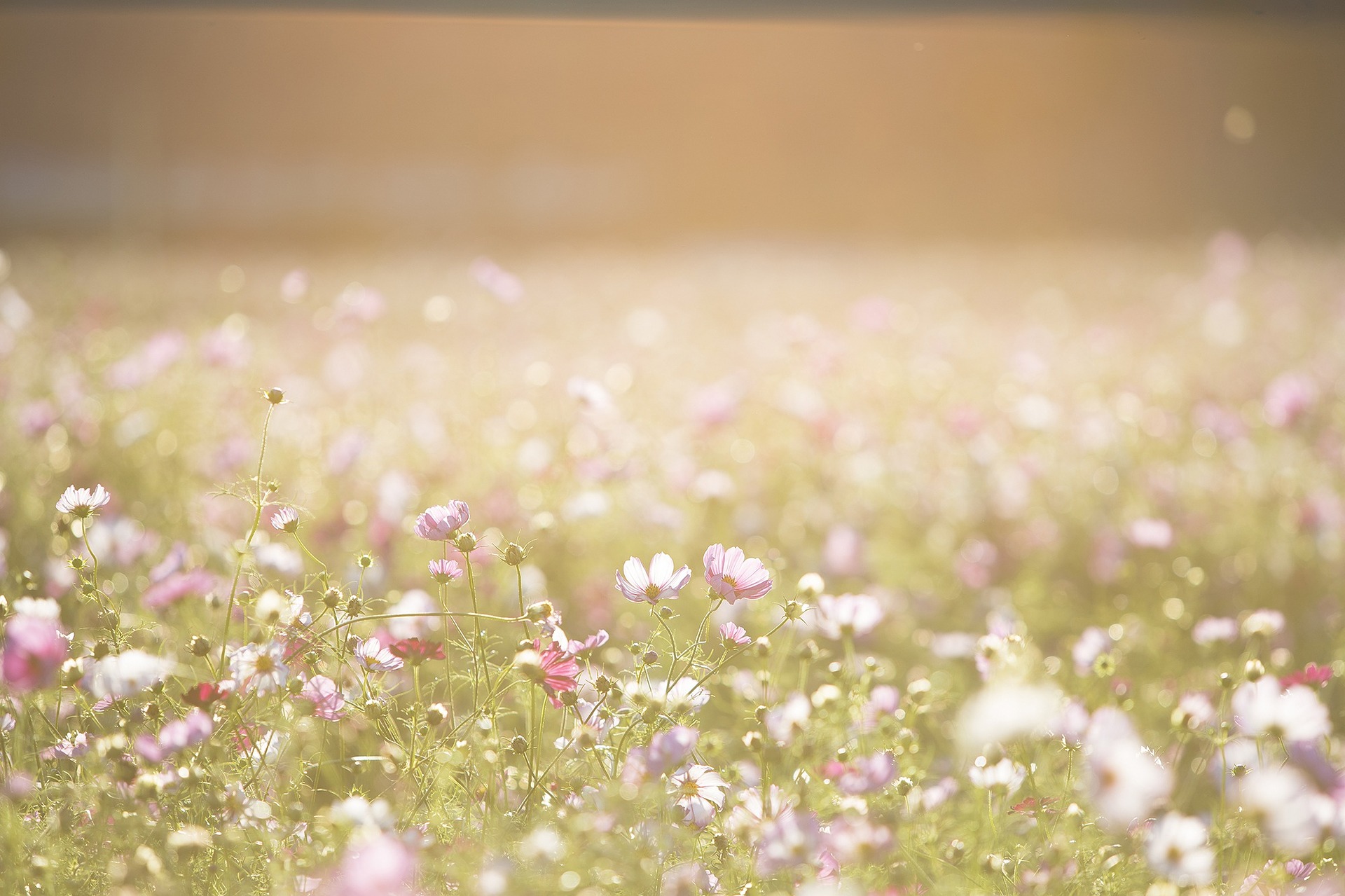 cosmos-1138041_1920.jpg