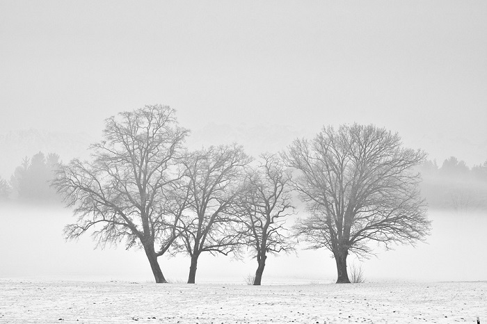 winter-3197059_960_720.jpg