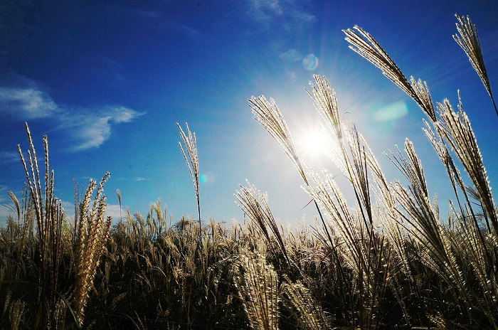 reed-546250_1280.jpg