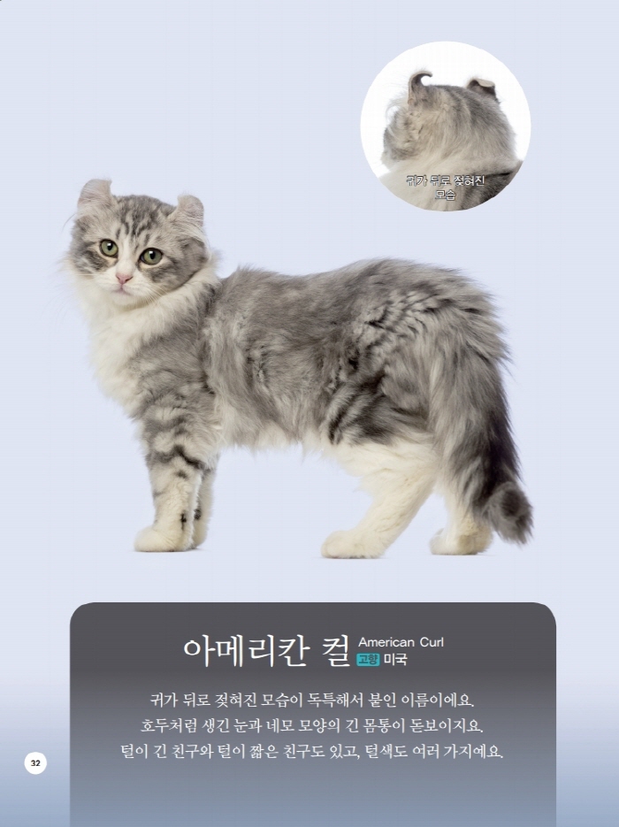 [크기변환]그림책_딩동고양이도감_본문.jpg