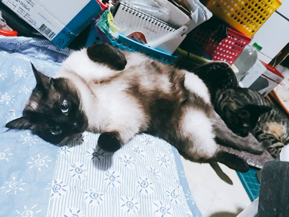 KakaoTalk_20190226_113851336.jpg