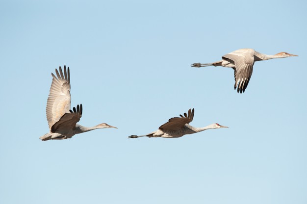 cranes-flight_19485-36087.jpg