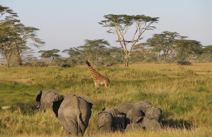크기변환__serengeti-park-tanzania.jpg