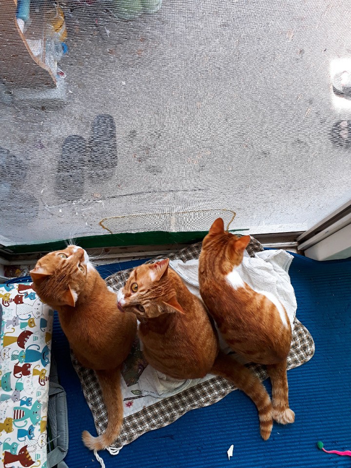 KakaoTalk_20190610_063855923.jpg