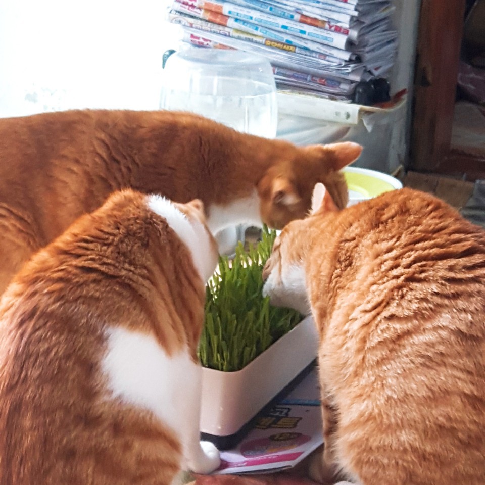 KakaoTalk_20190610_063858110.jpg