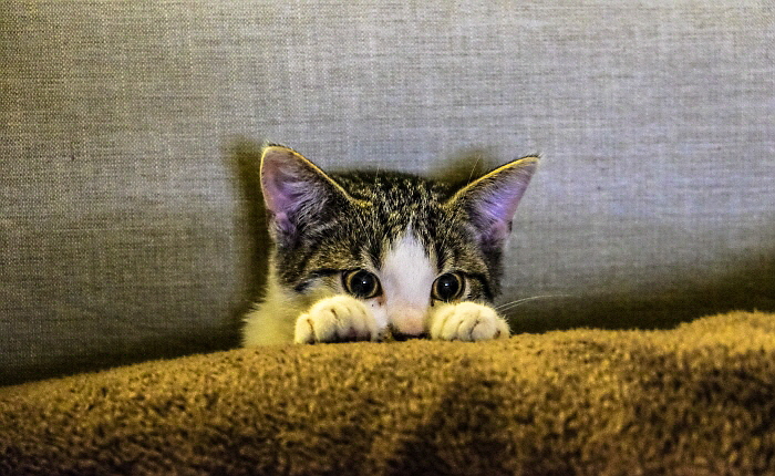animal-animal-photography-cat-96938.jpg