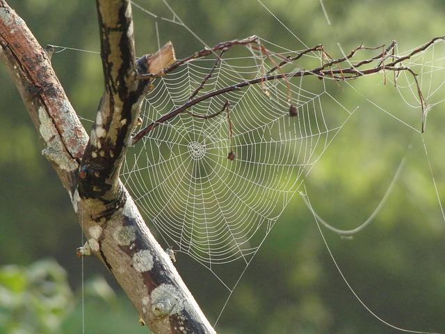 spider-web-617769_640.jpg