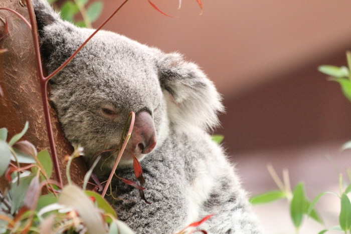 [크기변환]Nature-Animal-Cute-Koala-Wildlife-Australia-Bear-2471173.jpg