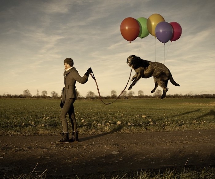 Lazy_dog(2007).jpg