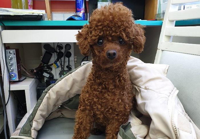 푸들.jpg