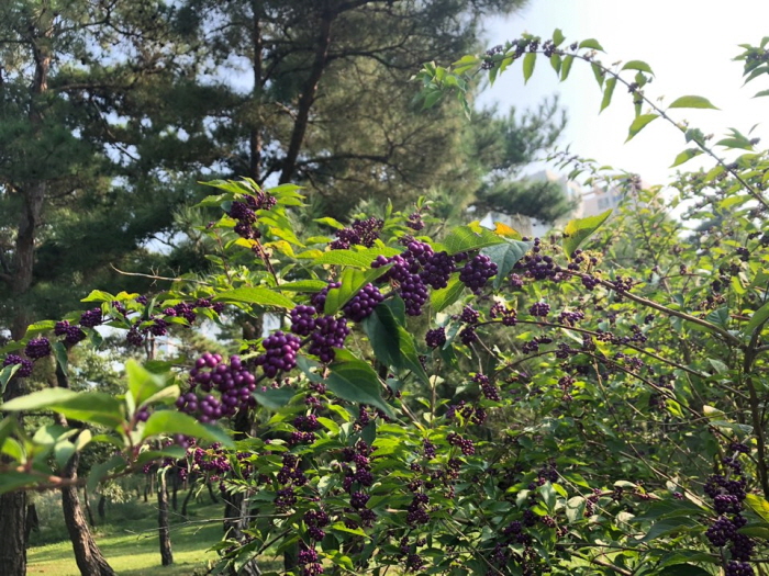 크기변환_1KakaoTalk_20191001_204921753_09.jpg