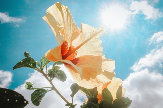 [크기변환]beautiful-bloom-blooming-666839.jpg
