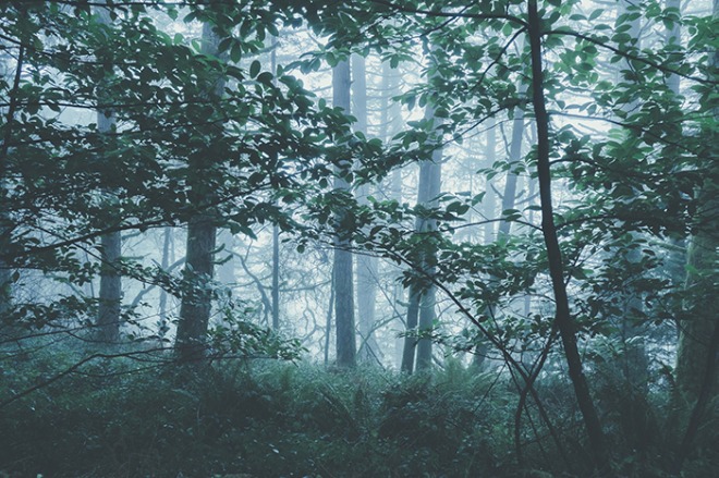 rainforest.jpg