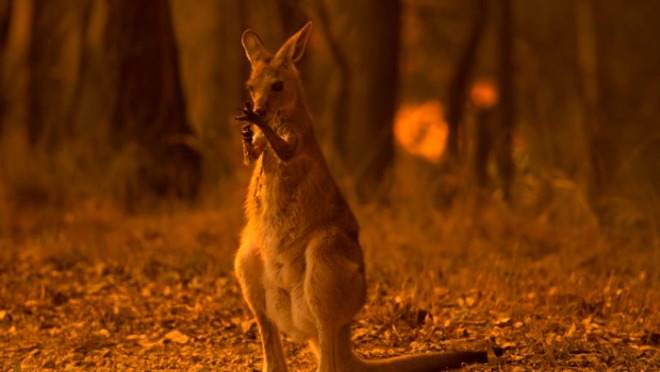 wolter peeters from fairfax media, kangaroo.jpg