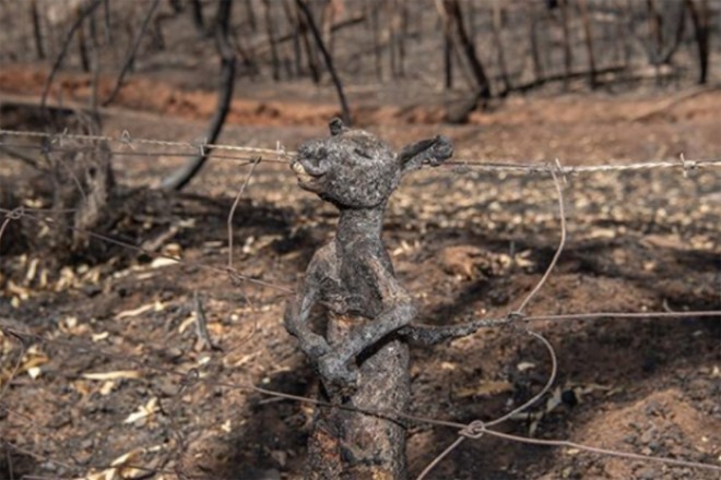Brad Fleet from the advertiser, kangaroo.jpg