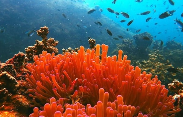 living coral + classic blue.jpg