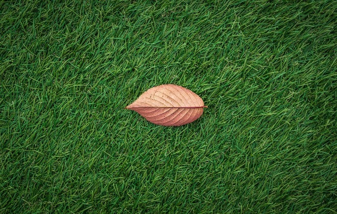 leaves-1822976_1280.jpg
