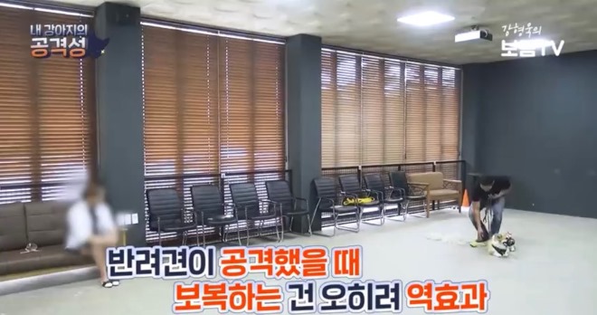 반려견보복5.jpg