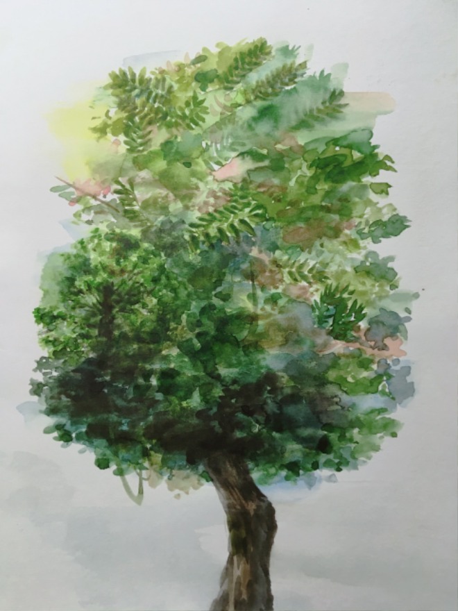 나무1.jpg