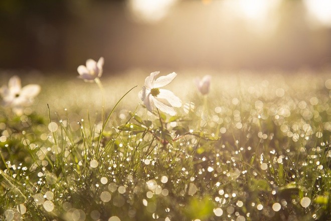 morning-4284120_960_720.jpg
