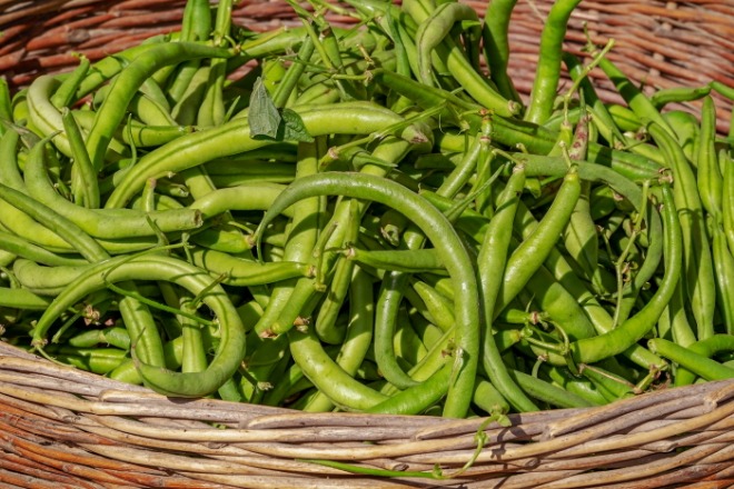 [크기변환]beans-3702999_1920.jpg