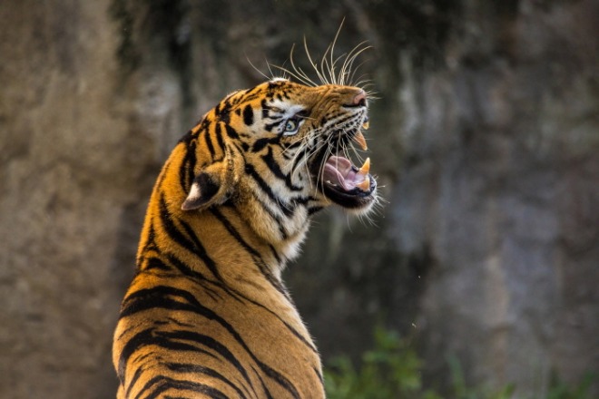 [크기변환]tiger-3264048_1920.jpg