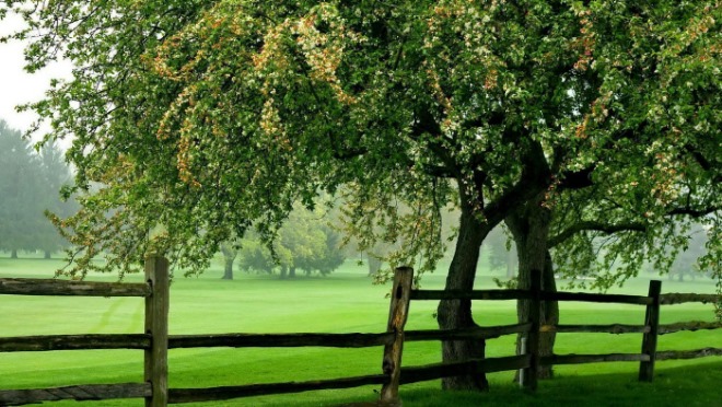 summer-greenery.jpg