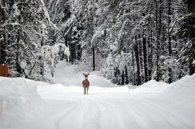 deer-1605673_960_720.jpg