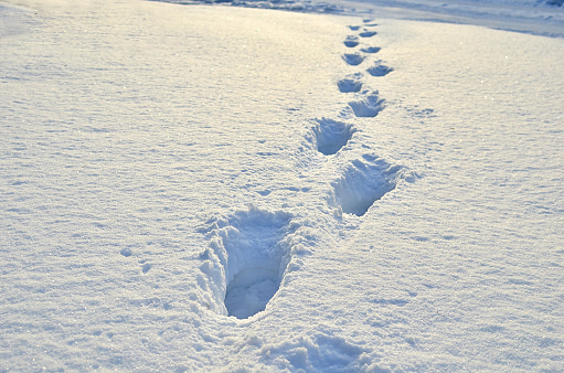 winter footprint.jpg