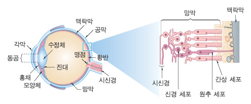 안구구조.jpg