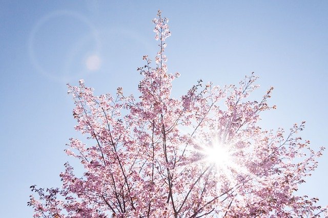 spring-733507_640.jpg