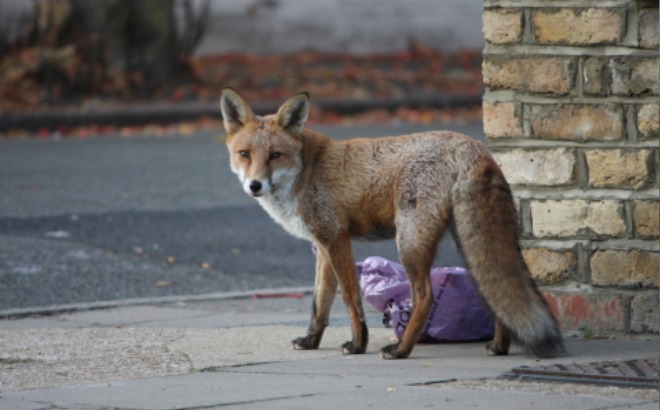 fox-in-the-street.jpg