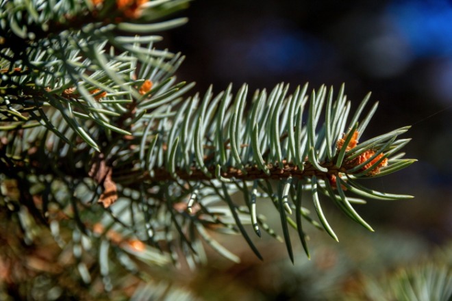 [크기변환]spruce-3400356_1920.jpg