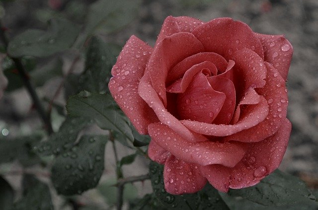 flower-4252296_640.jpg