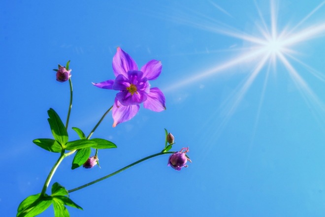 columbine-3379045_1920.jpg