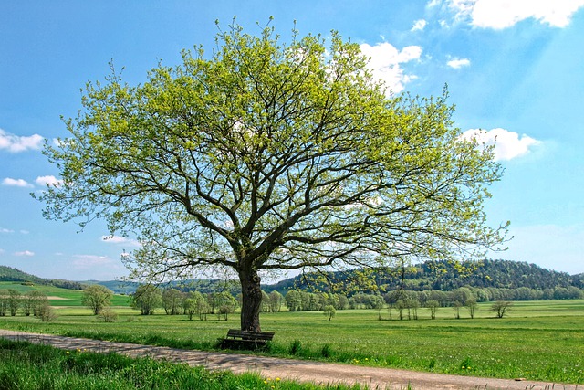 tree-4876602_640.jpg