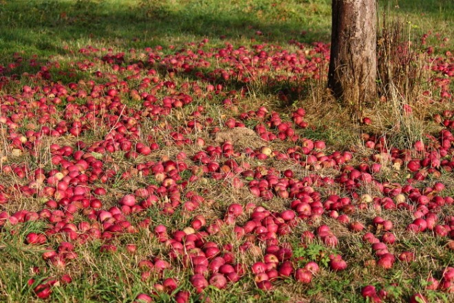 [크기변환]apple-3684775_1920.jpg