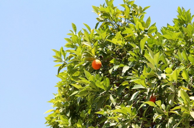 [크기변환]tangerine-3462204_1920.jpg