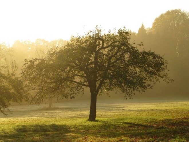 [크기변환]orchard-418888_1920.jpg