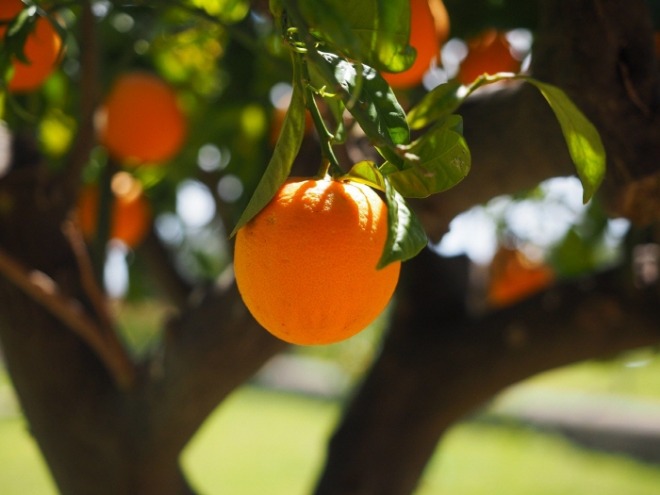 [크기변환]orange-1117645_1920.jpg